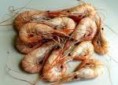 /album/galeria-de-fotos-medicina-tradicional-chinesa8/camar%c3%a3o-jpg/